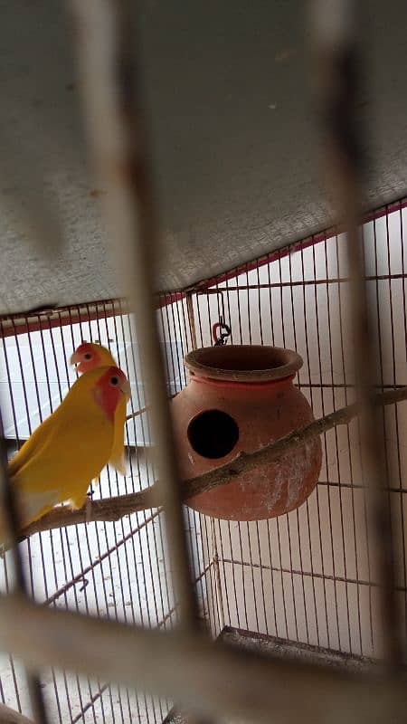 Lotino lovebirds 2