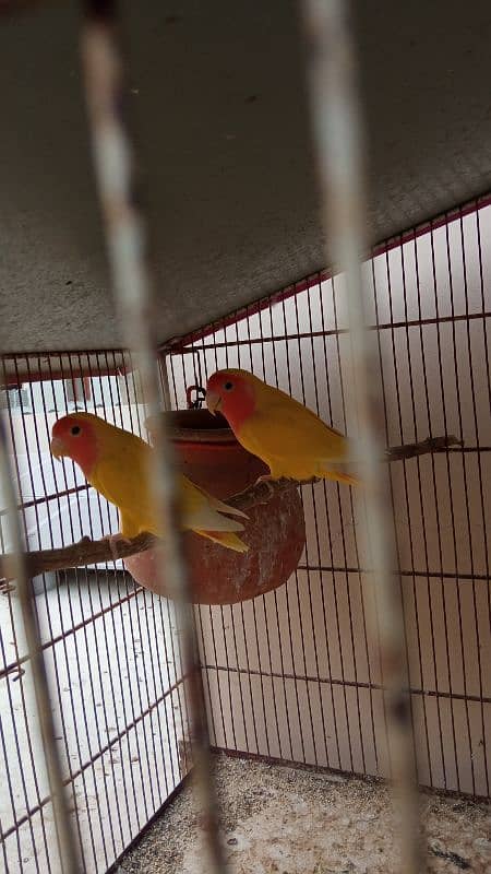 Lotino lovebirds 3