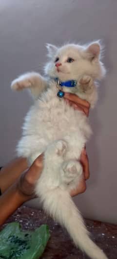 White Persian Cat