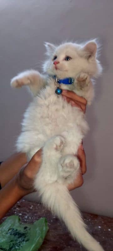 White Persian Cat 0