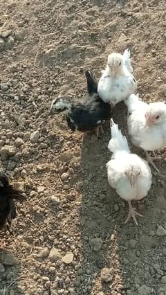 Bantam Japanese Chicks