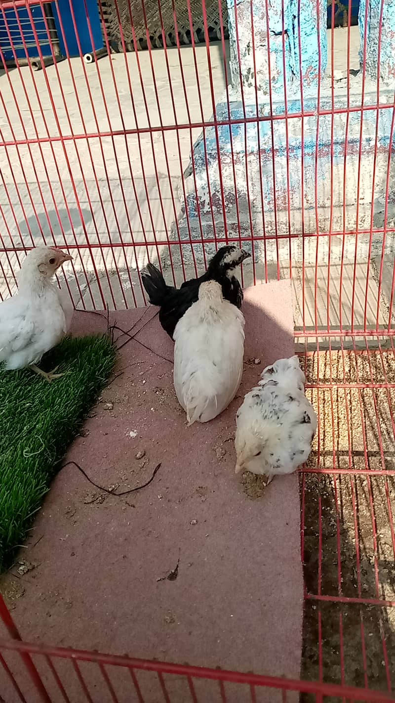 Bantam Japanese Chicks 1