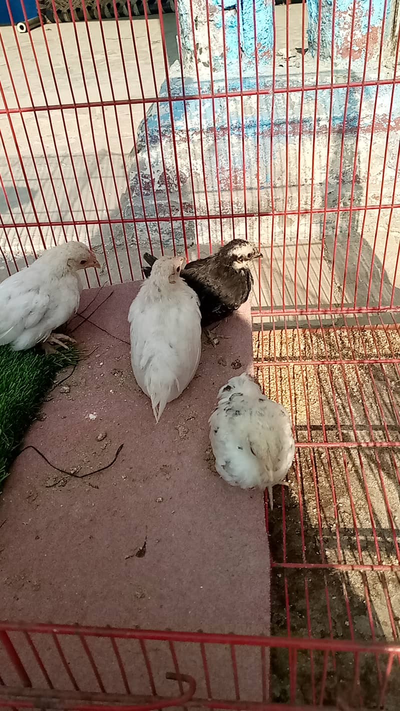 Bantam Japanese Chicks 2