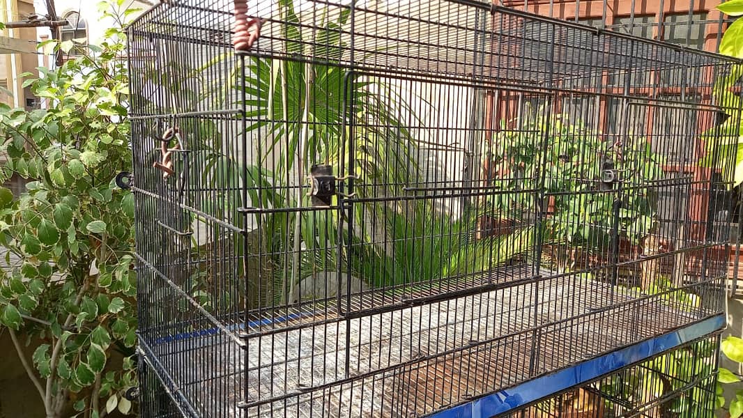 Cage for Parrots and Birds 5