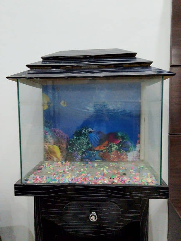 fish aquarium 1