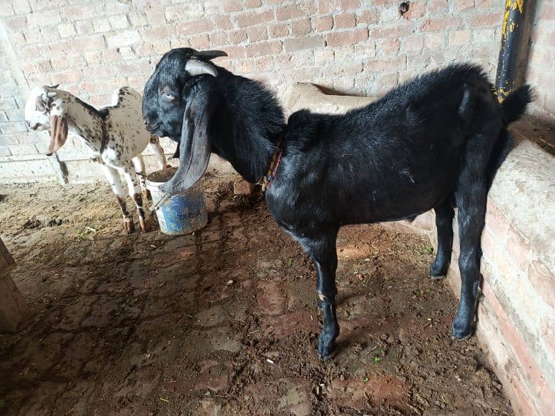 Dasi betal bakra 0