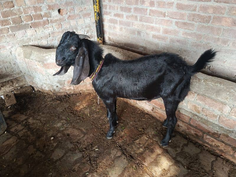 Dasi betal bakra 3