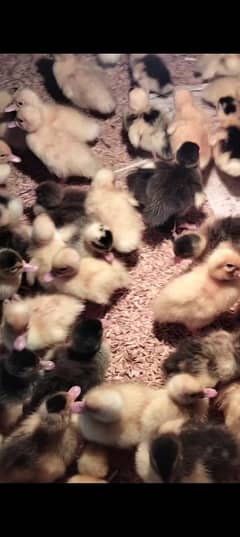 duck chicks