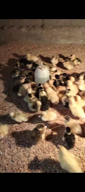 duck chicks 2