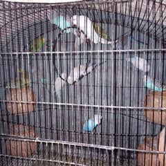 parrots for sale