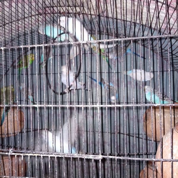 parrots for sale 1