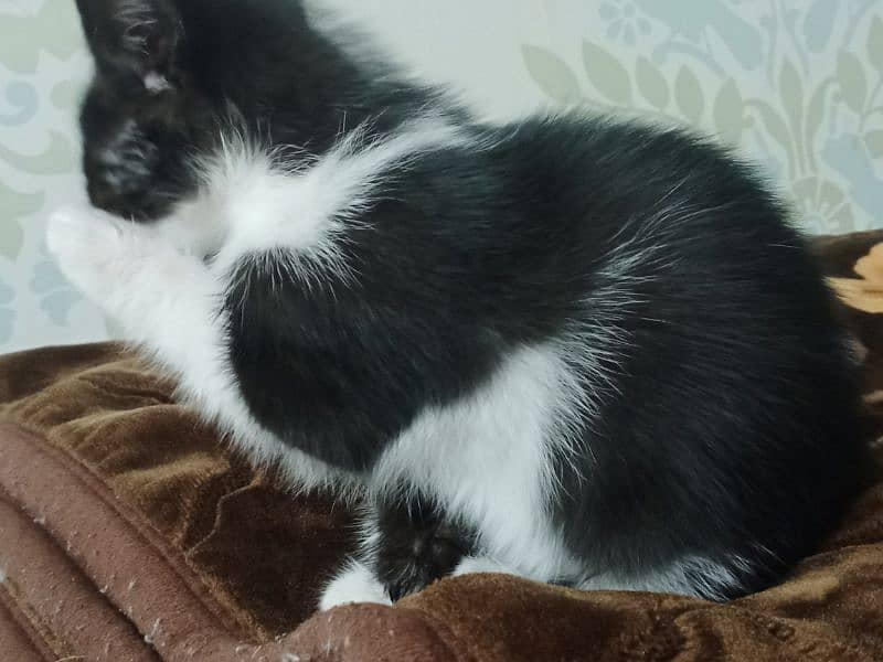 tuxedo kitten 1