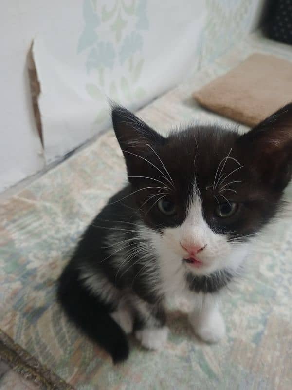 tuxedo kitten 2