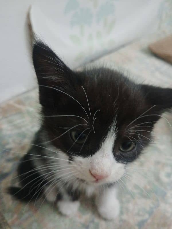 tuxedo kitten 3