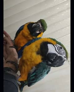 macaw parrot blue and gold O3O4 _O79_O437 my WhatsApp n