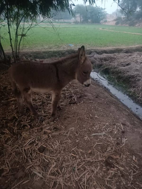 donkey for sale 1