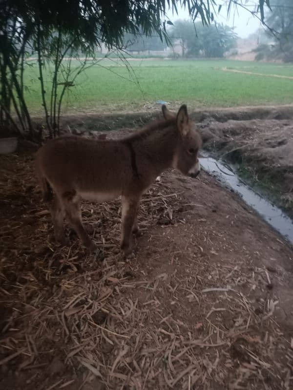 donkey for sale 2