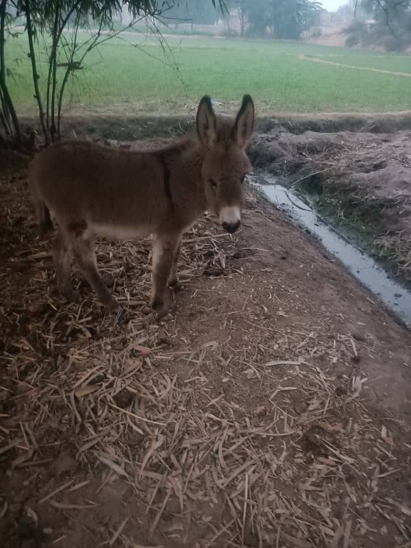 donkey for sale 3