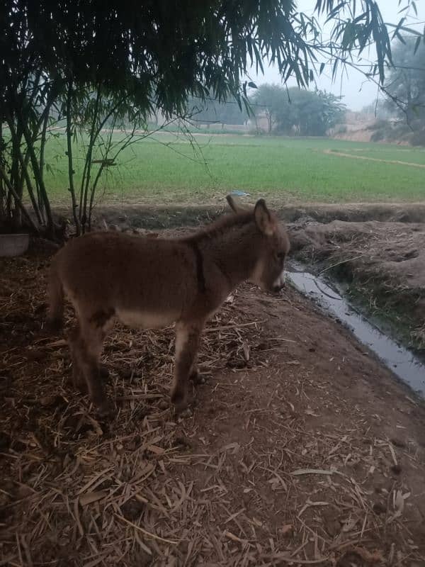 donkey for sale 4