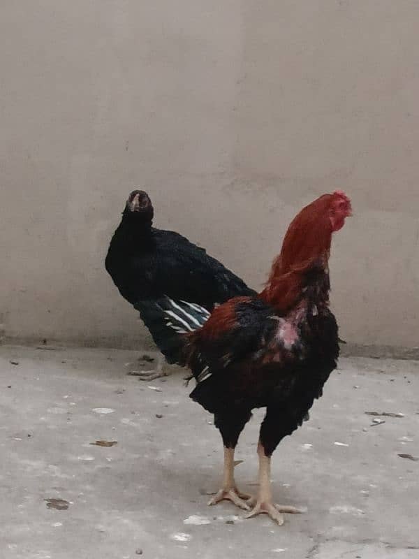 aseel hen and cock for sale 0