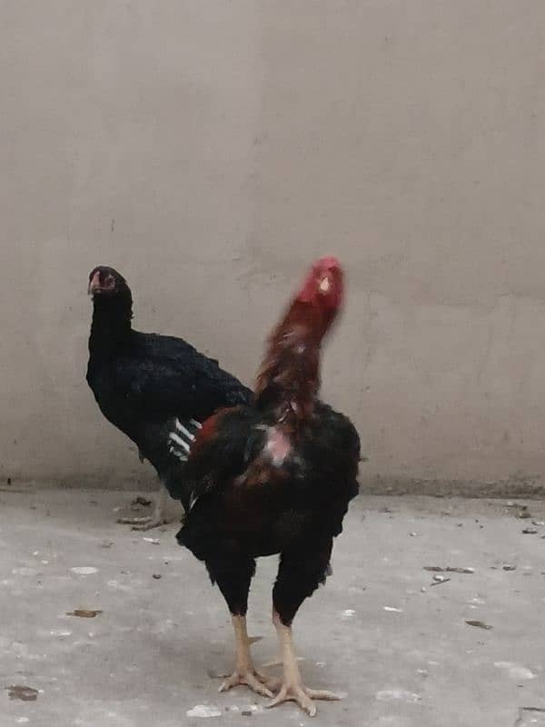 aseel hen and cock for sale 1