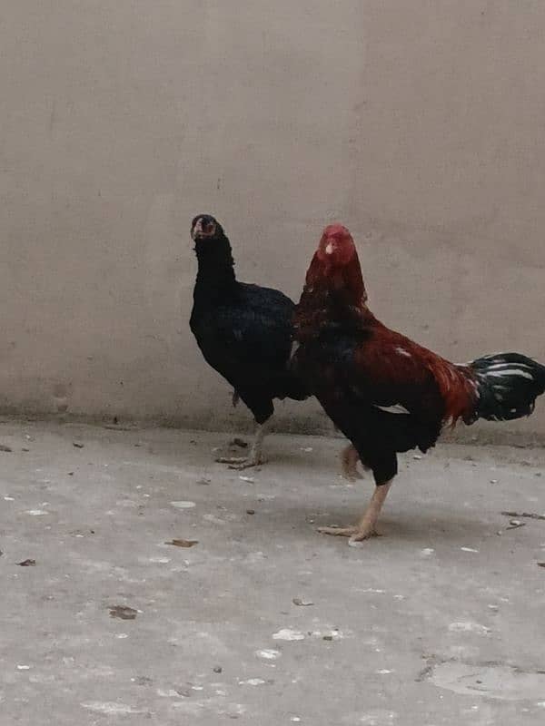 aseel hen and cock for sale 2