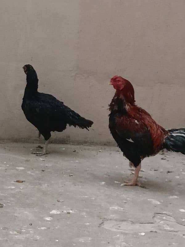 aseel hen and cock for sale 3