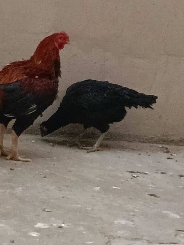 aseel hen and cock for sale 4