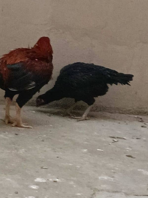 aseel hen and cock for sale 5