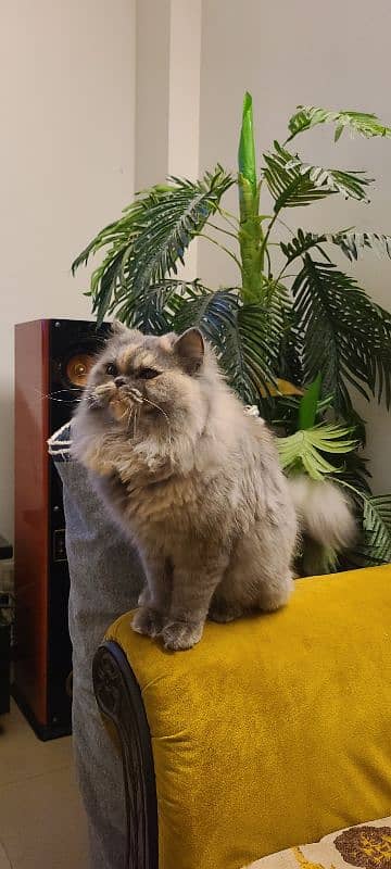 Female persian cat 0