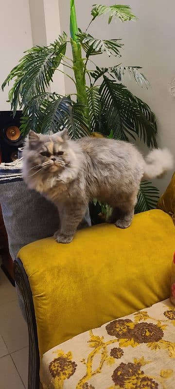 Female persian cat 1