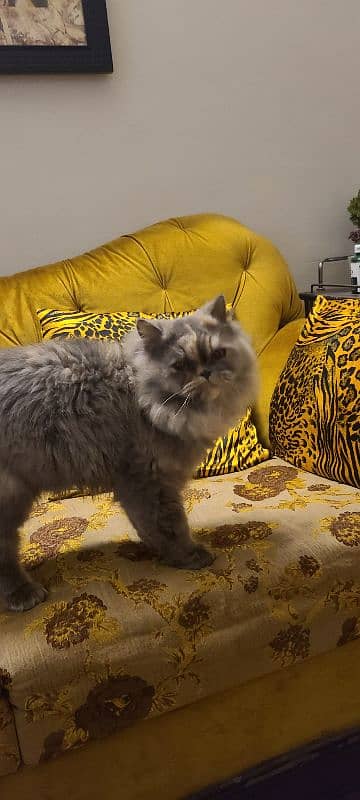 Female persian cat 2