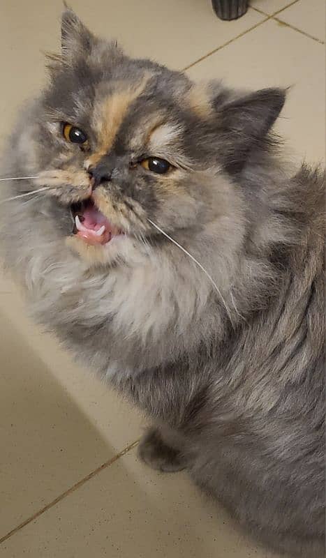 Female persian cat 3