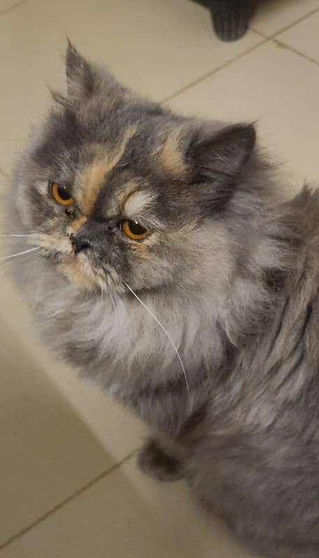 Female persian cat 4