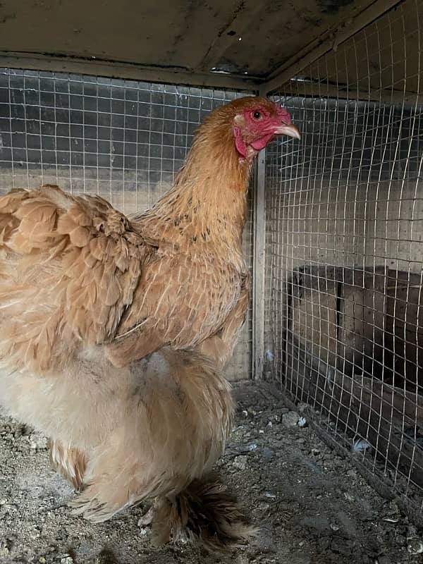 golden heavy buff female for sale 0