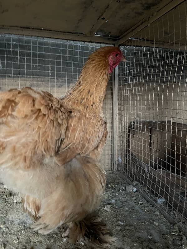 golden heavy buff female for sale 2