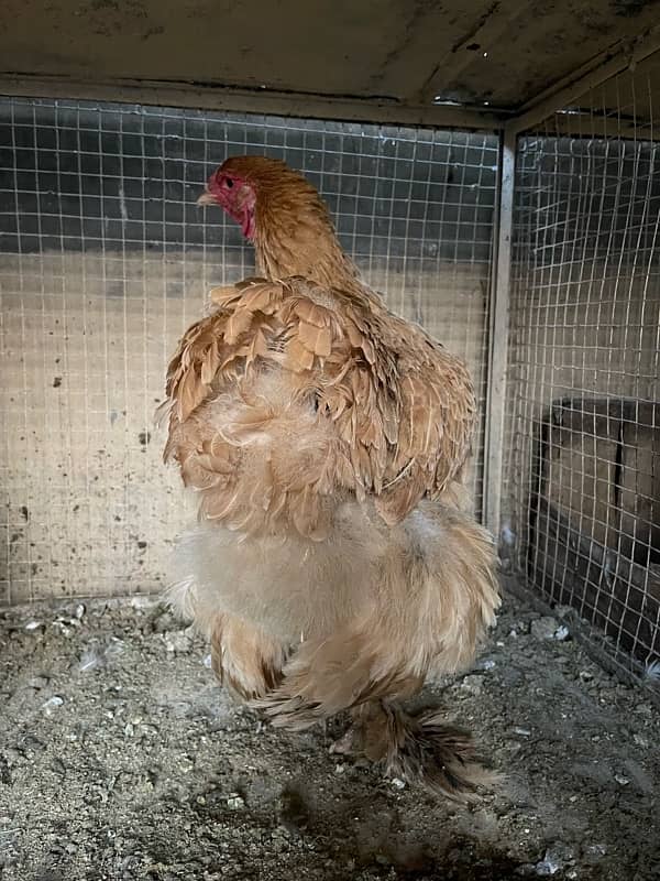 golden heavy buff female for sale 4