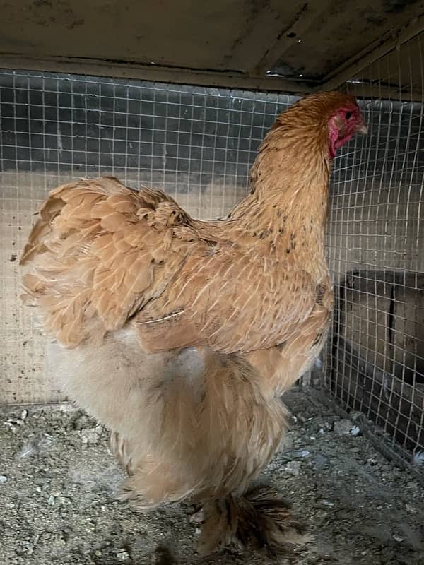 golden heavy buff female for sale 5