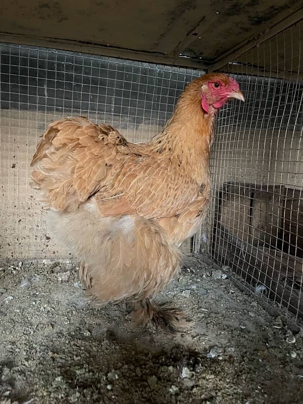 golden heavy buff female for sale 6