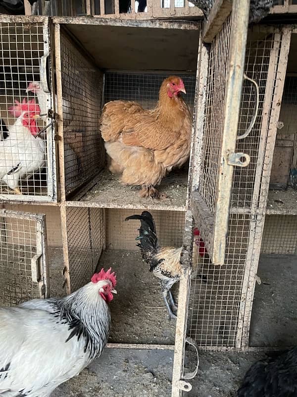 golden heavy buff female for sale 7