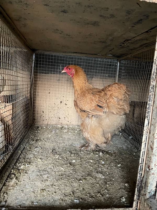 golden heavy buff female for sale 9