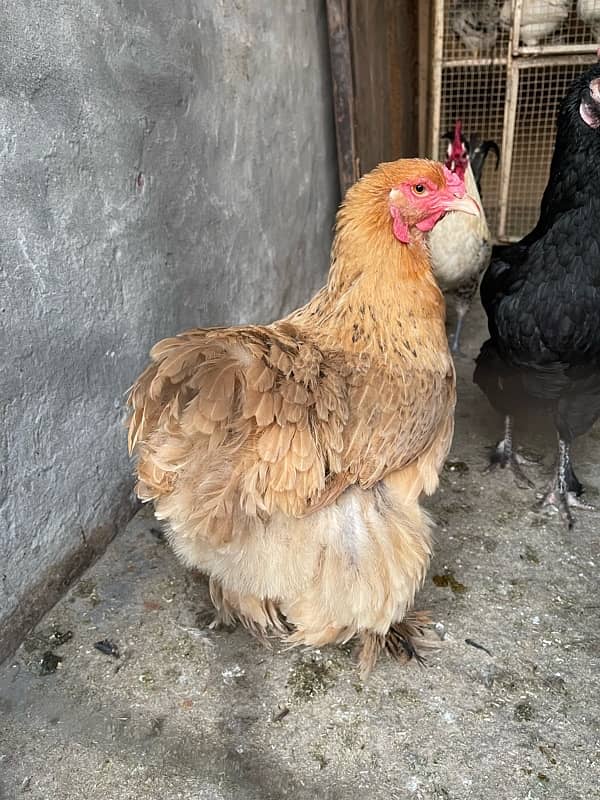 golden heavy buff female for sale 10