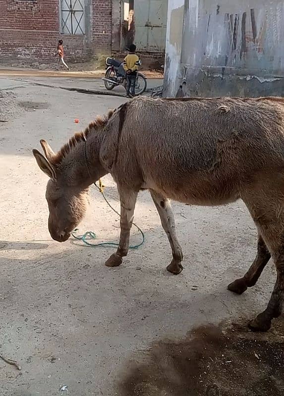 Donkey for sale urgent 0