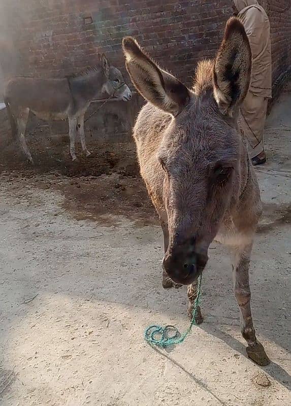 Donkey for sale urgent 1