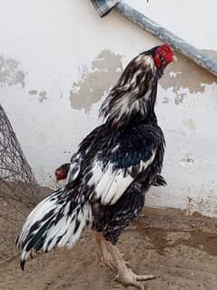 Aseel chicks available