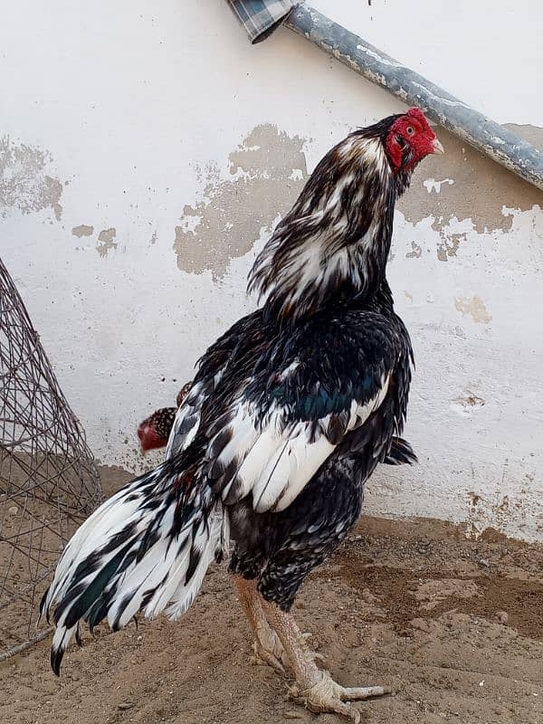 Aseel chicks available 0