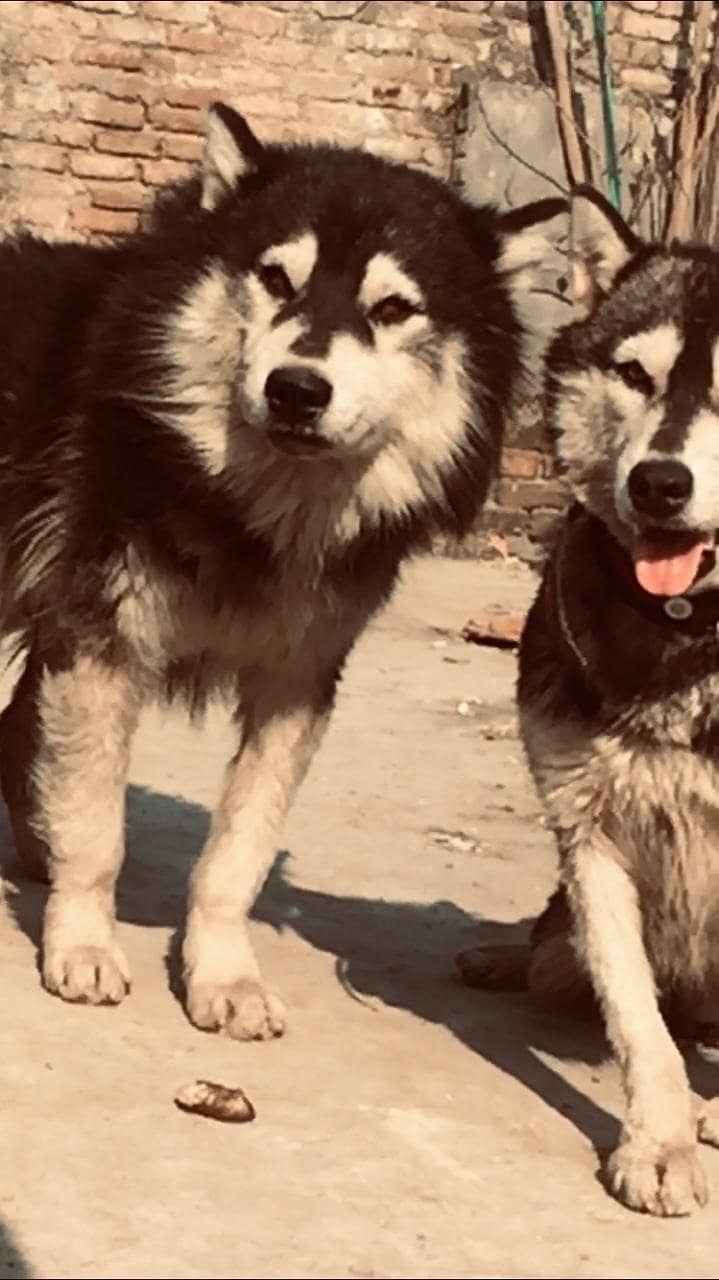 Husky young age pair 1