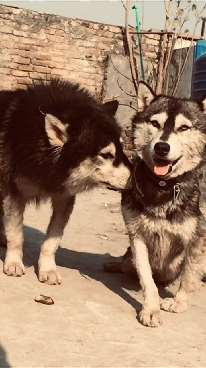 Husky young age pair 5