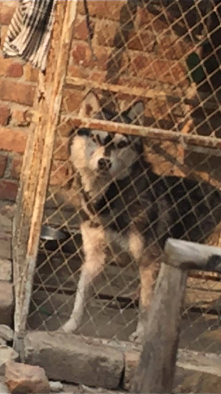 Husky young age pair 7