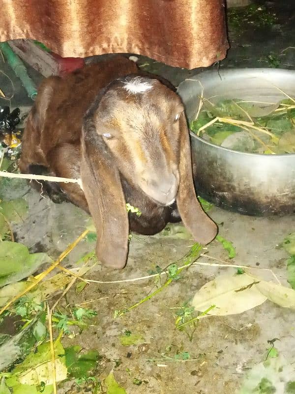 Bakra Bakri for sale 0